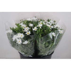 Margriet White Extra P Stem