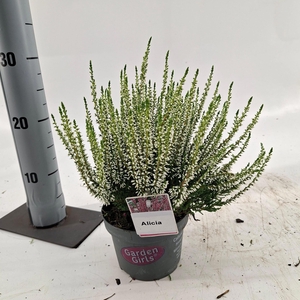 Calluna vulg. ‘Alicia’ (gg) PBR