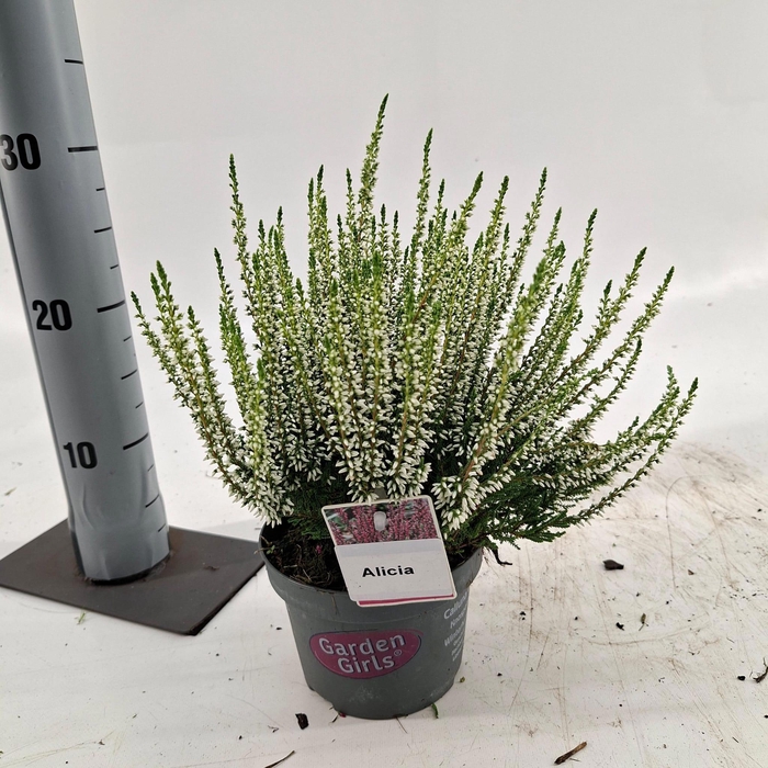 <h4>Calluna vulg. ‘Alicia’ (gg) PBR</h4>
