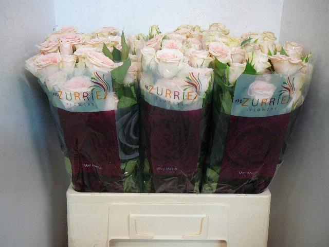 <h4>R TR SULAWESI!</h4>