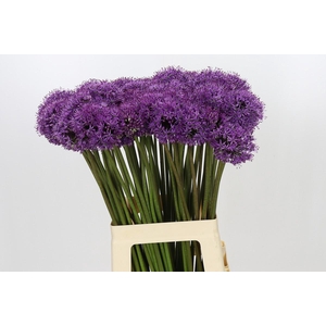 Allium Gladiator