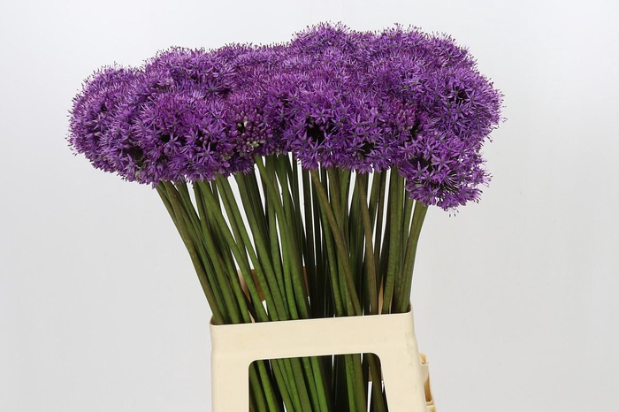 Allium Gladiator