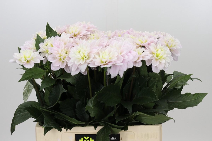 <h4>Dahlia Cayen</h4>