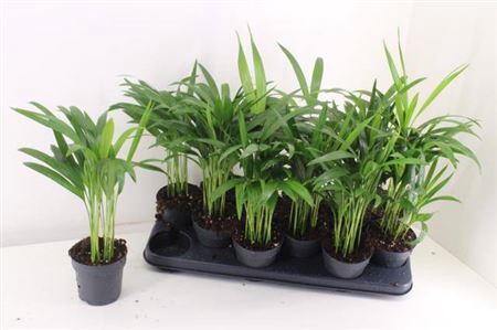 Dypsis Lutescens