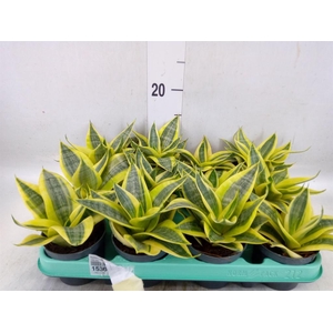 Sansevieria trifa. 'Hahnii'