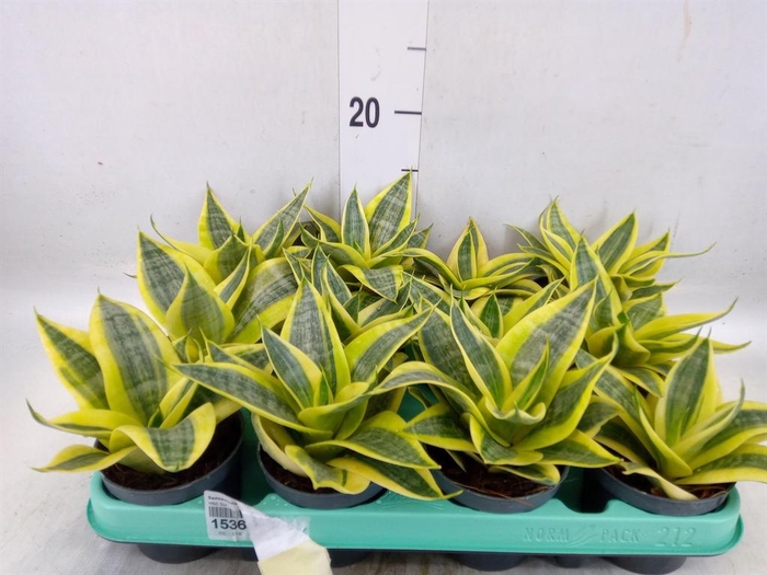 <h4>Sansevieria trifa. 'Hahnii'</h4>