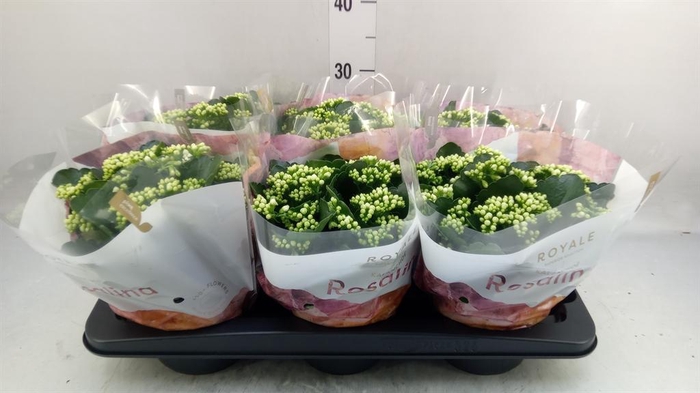 <h4>Kalanchoe blos. 'RosDon Dione'</h4>