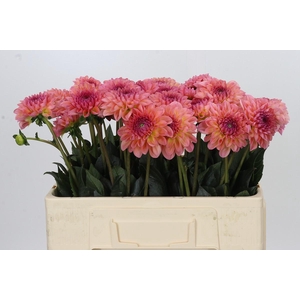 Dahlia Chanel