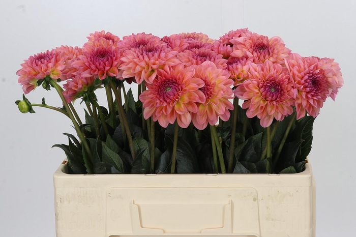 <h4>Dahlia Chanel</h4>
