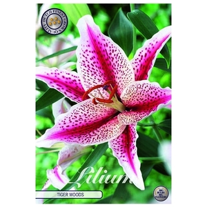 Lilium tigerwoods x2