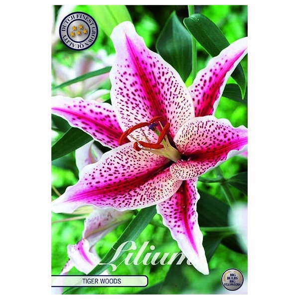 <h4>Lilium tigerwoods x2</h4>