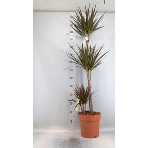 Dracaena marg. 'Magenta'