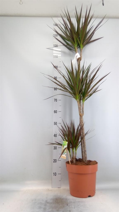<h4>Dracaena marg. 'Magenta'</h4>