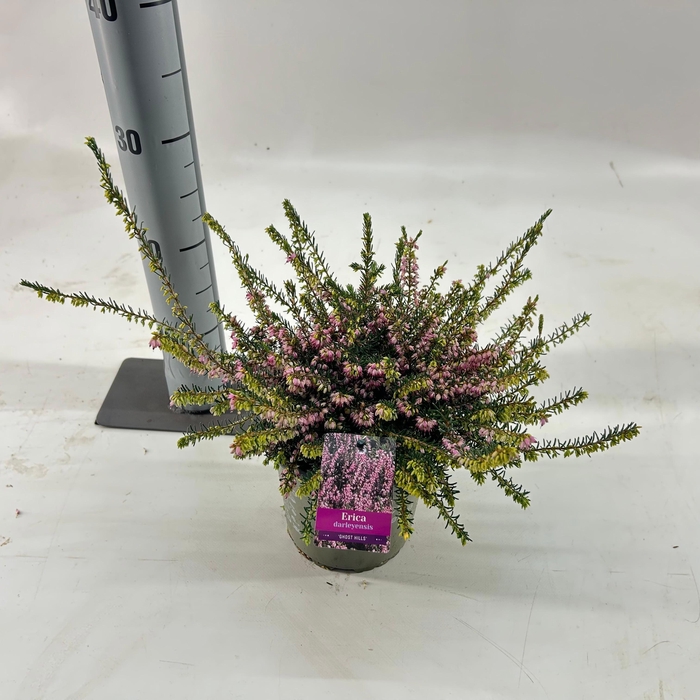 <h4>Erica darl. 'Ghost Hills'</h4>