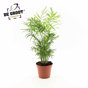 Chamaedorea Elegans