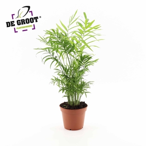 Chamaedorea Elegans