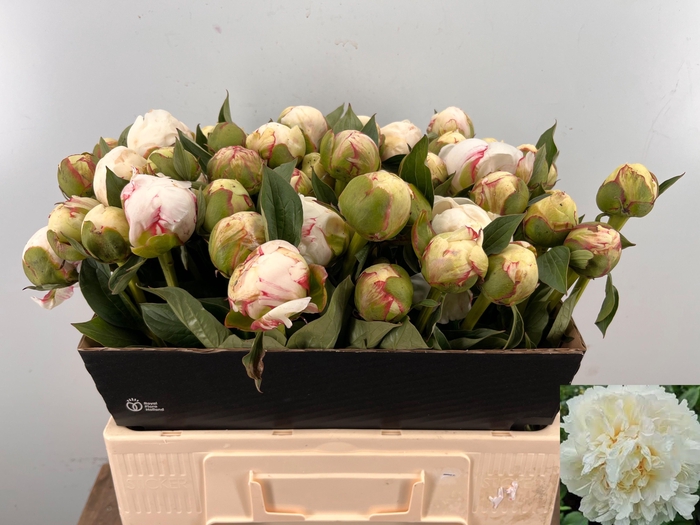 <h4>PAEO L MARY NICHOLLS</h4>