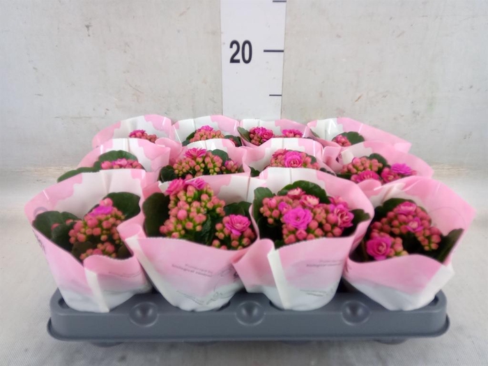 <h4>Kalanchoe   ...mini</h4>