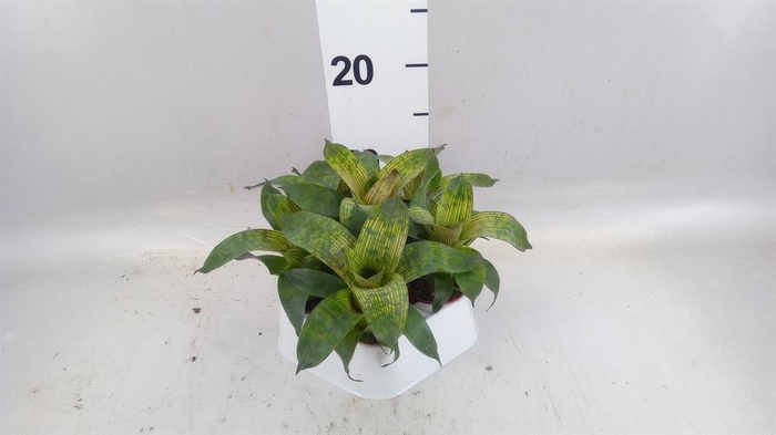 <h4>Vriesea   ...</h4>