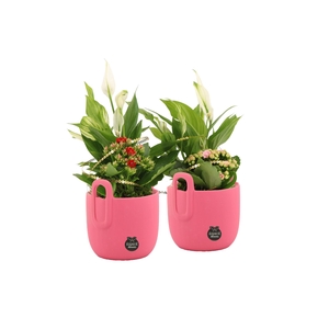 22015: Lovess arrangement