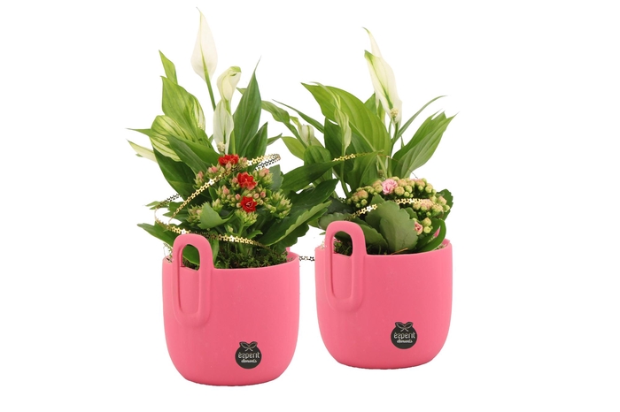 <h4>22015: Lovess arrangement</h4>