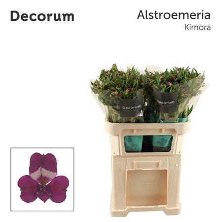 <h4>Alstr Kimora</h4>