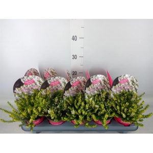 Erica carnea   ...white