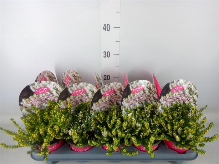 <h4>Erica carnea   ...white</h4>