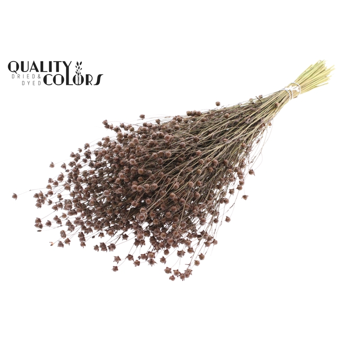 <h4>Lino Vlas p/bunch in poly Brown</h4>