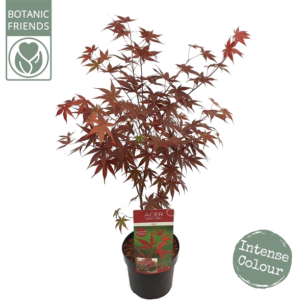 <h4>Acer palm. 'Livy'</h4>