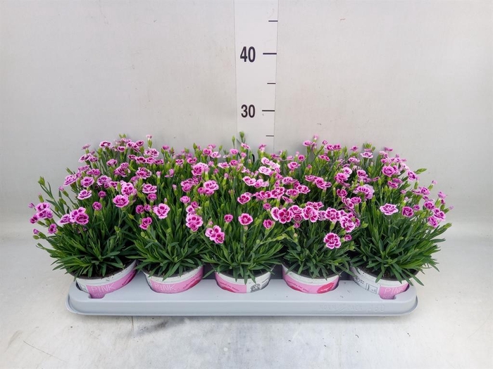 <h4>Dianthus  'Pink Kisses'</h4>