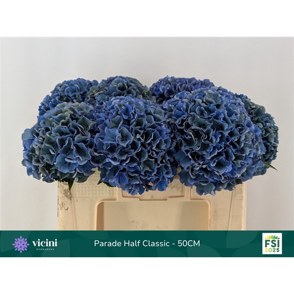 <h4>Parade Half Classic - 50CM</h4>