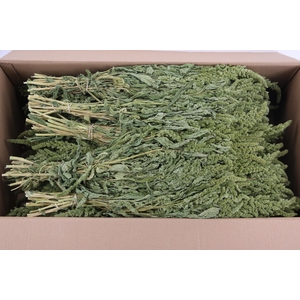 DF Amaranthus Green Bs 260g