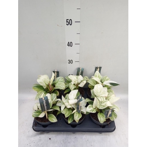 Philodendron  'Birkin'