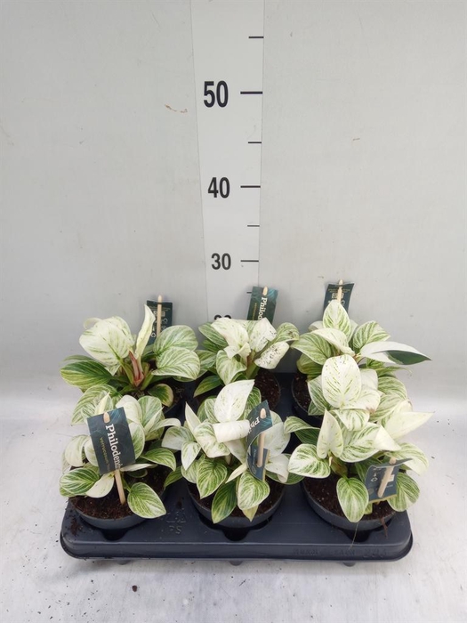 <h4>Philodendron  'Birkin'</h4>