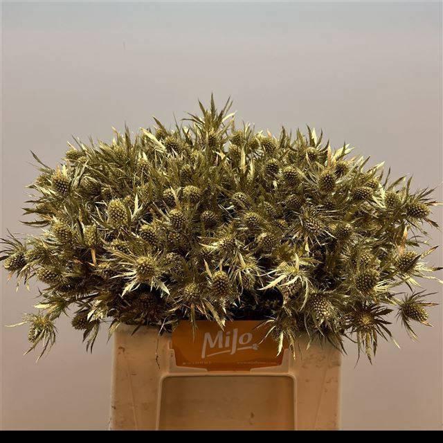 <h4>ERYN PL OV KLB H%</h4>