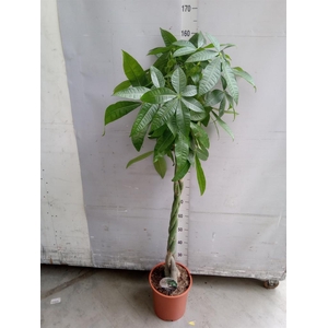 Pachira aquatica