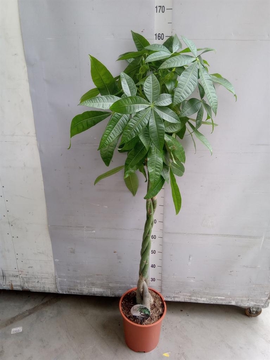 <h4>Pachira aquatica</h4>