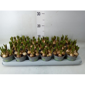 Muscari  'White Spear'