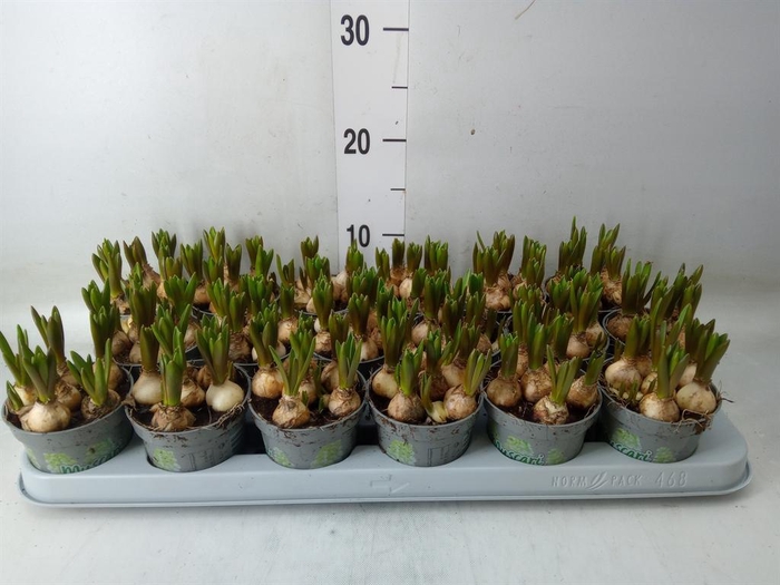 <h4>Muscari  'White Spear'</h4>