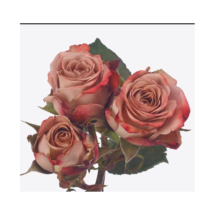 <h4>Rosa Cappuccino</h4>