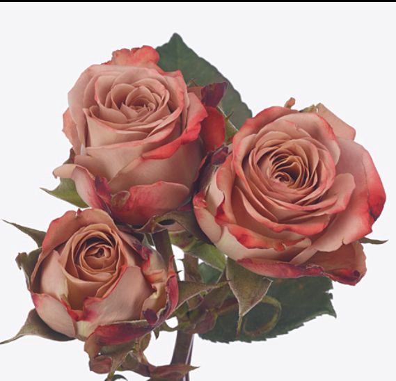 Rosa Cappuccino