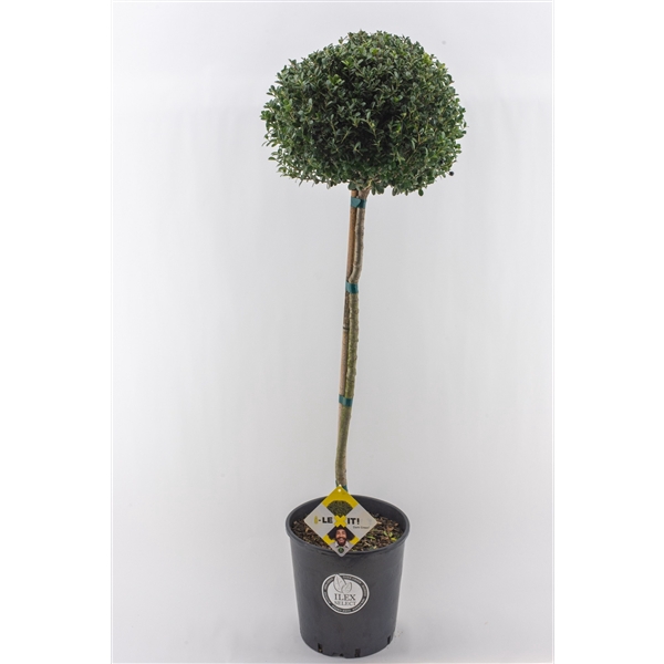 <h4>Ilex crenata Dark Green, P34, Bol op stam 80cm, Bol Ø30cm</h4>