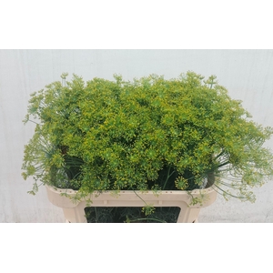 ANET GRAVEOLENS