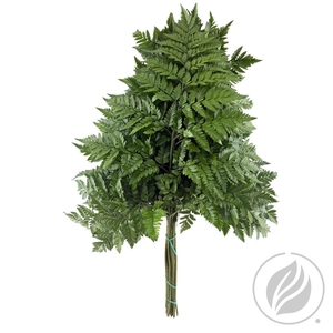 Leatherleaf Super X12 Spain