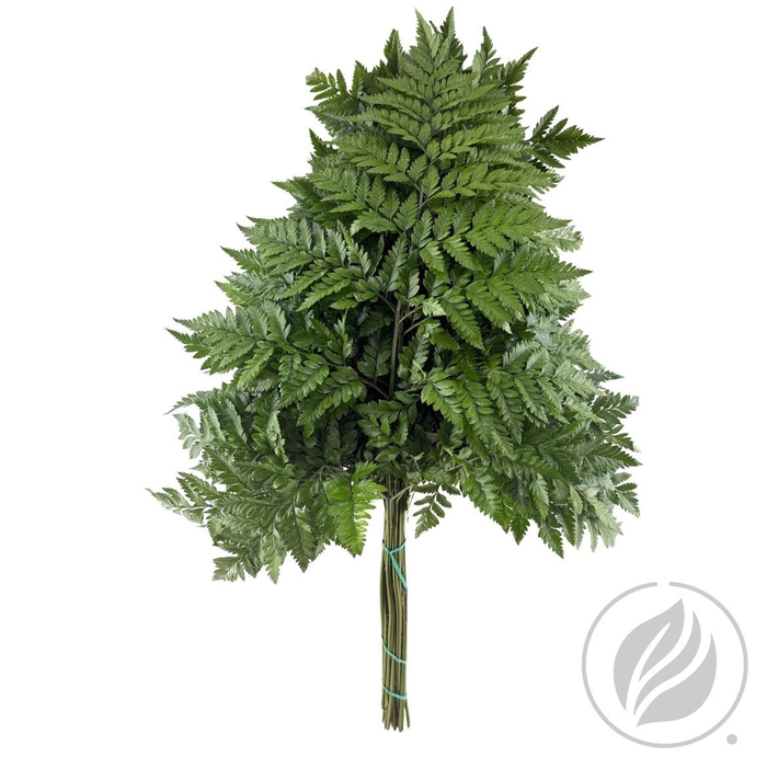 <h4>Leatherleaf Super X12 Spain</h4>