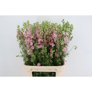 CONS R Q LIGHT PINK 090CM