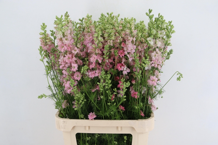 <h4>CONS R Q LIGHT PINK 090CM</h4>