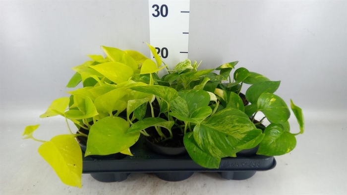<h4>Epipremnum pinn. ...mix</h4>