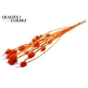 Cardi Distel Bleached 5pc/bunch 70cm Orange
